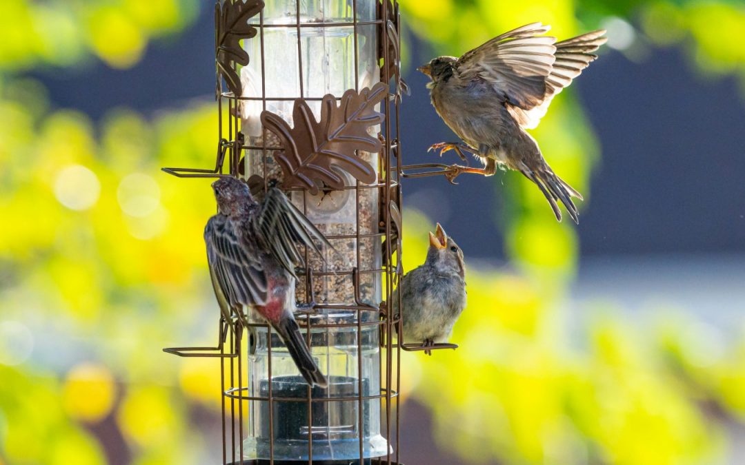The Ultimate Guide to Attracting More Birds to Your Backyard
