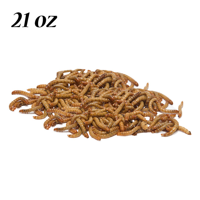 Dehydrated Mealworms for Birds – 21 oz High Protein Bird Food