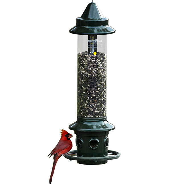 Brome Squirrel Buster Plus squirrel proof bird feeder with cardinal