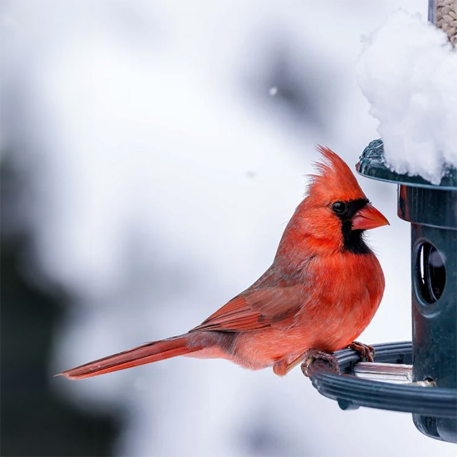 Brome Squirrel Buster Plus Weight-Sensitive Squirrel Proof Tube Bird Feeder – 3 Quart Capacity - Image 9