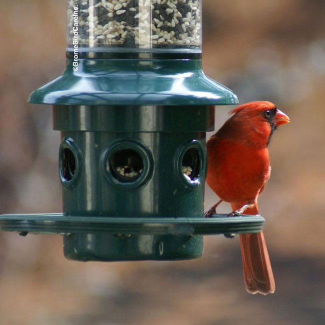 Brome Squirrel Buster Plus Weight-Sensitive Squirrel Proof Tube Bird Feeder – 3 Quart Capacity - Image 6