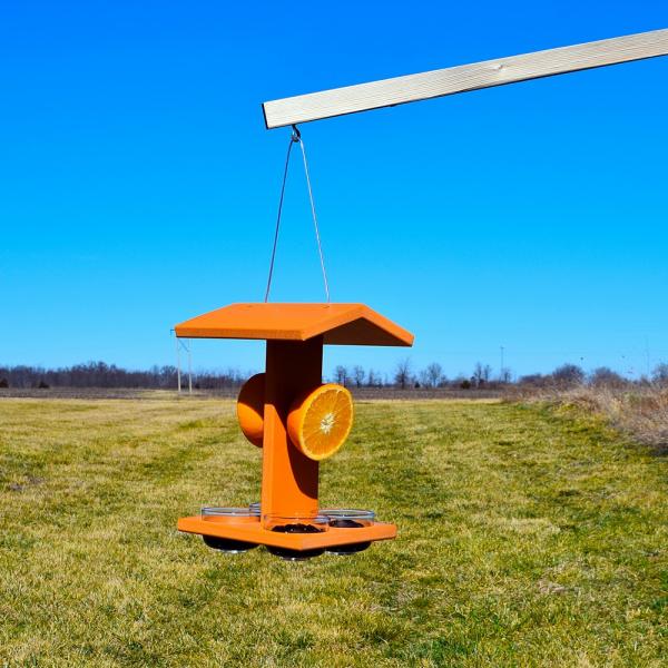 Orange oriole jelly feeder attracting backyard orioles
