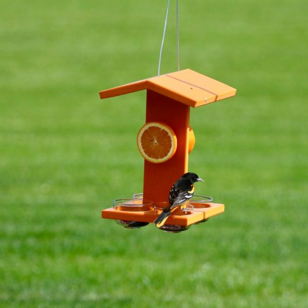 Orange Poly Mammoth Oriole Feeder hanging outdoors with jelly feeding stations