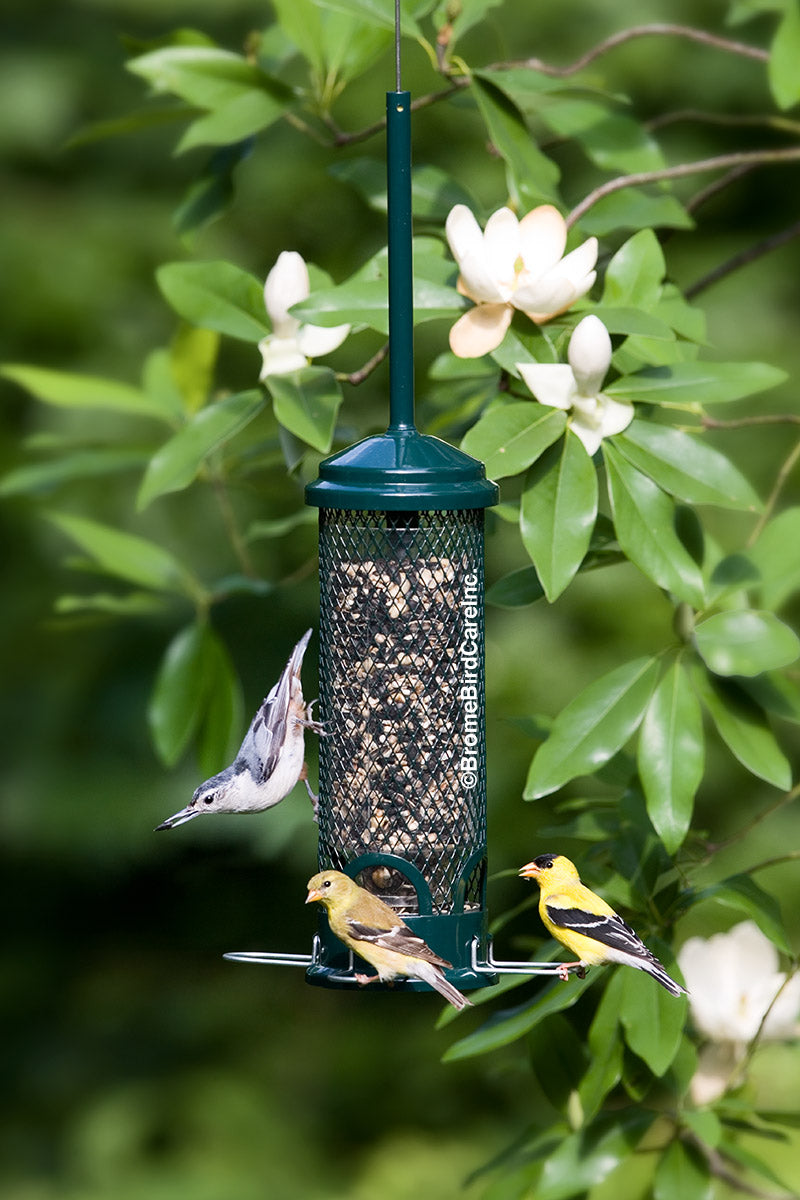 Brome Squirrel Buster Mini Squirrel Proof Bird Feeder
