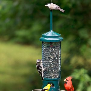 Brome Squirrel Buster Legacy Squirrel Proof Bird Feeder