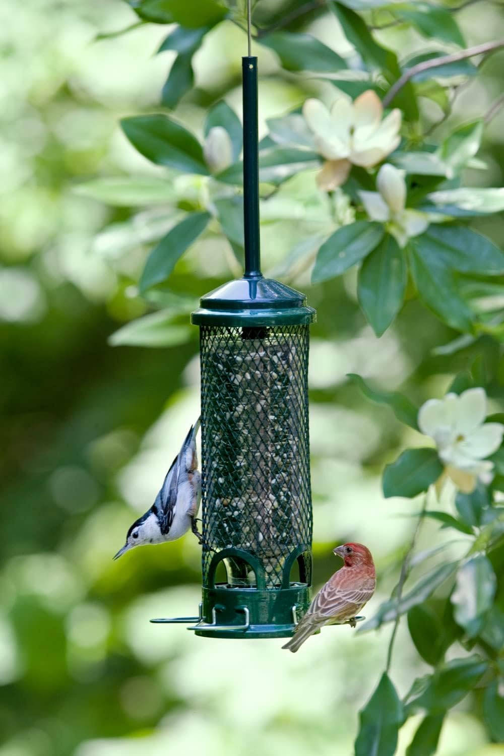 Brome Squirrel Buster Mini Squirrel Proof Bird Feeder - view 2