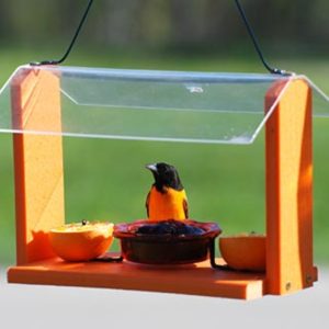 Audubon recycled plastic oriole and bluebird feeder with orange platform, red glass jelly dish, fruit stakes and clear roof, with an oriole feeding
