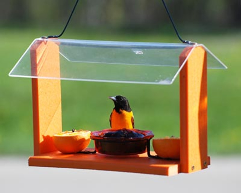 Audubon recycled plastic oriole and bluebird feeder with orange platform, red glass jelly dish, fruit stakes and clear roof, with an oriole feeding