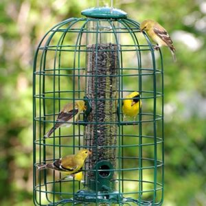 Audubon squirrel-resistant caged tube bird feeder with green wire cage, goldfinches feeding