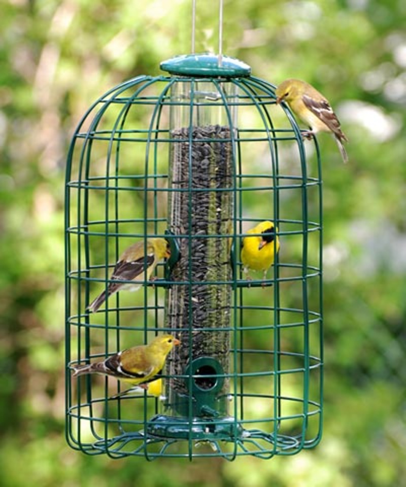 Audubon squirrel-resistant caged tube bird feeder with green wire cage, goldfinches feeding