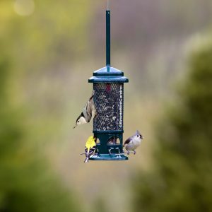 Brome Squirrel Buster Standard Squirrel Proof Bird Feeder