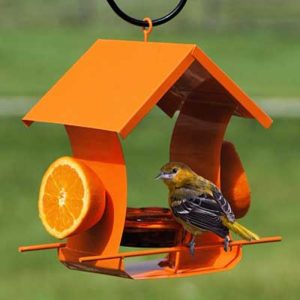 Woodlink bright orange metal oriole feeder with orange half, glass jelly dish, perches and peaked roof with an oriole feeding