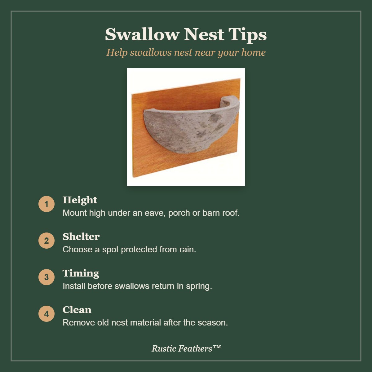 Swallow nest tips: height, shelter, timing and cleaning