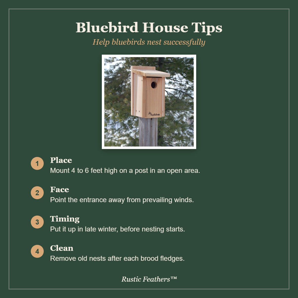 Bluebird house tips: placement, direction, timing and cleaning