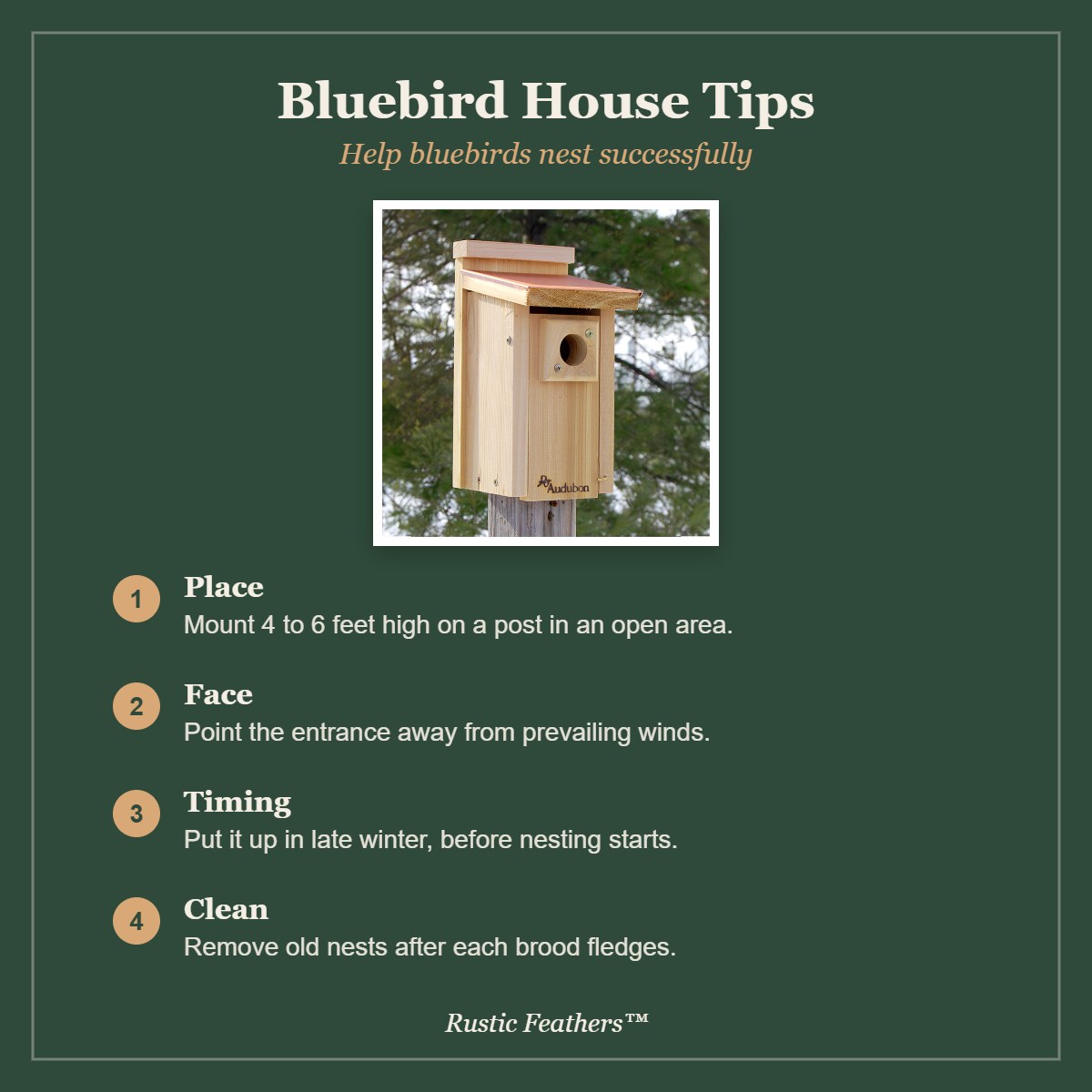 Bluebird house tips: placement, direction, timing and cleaning