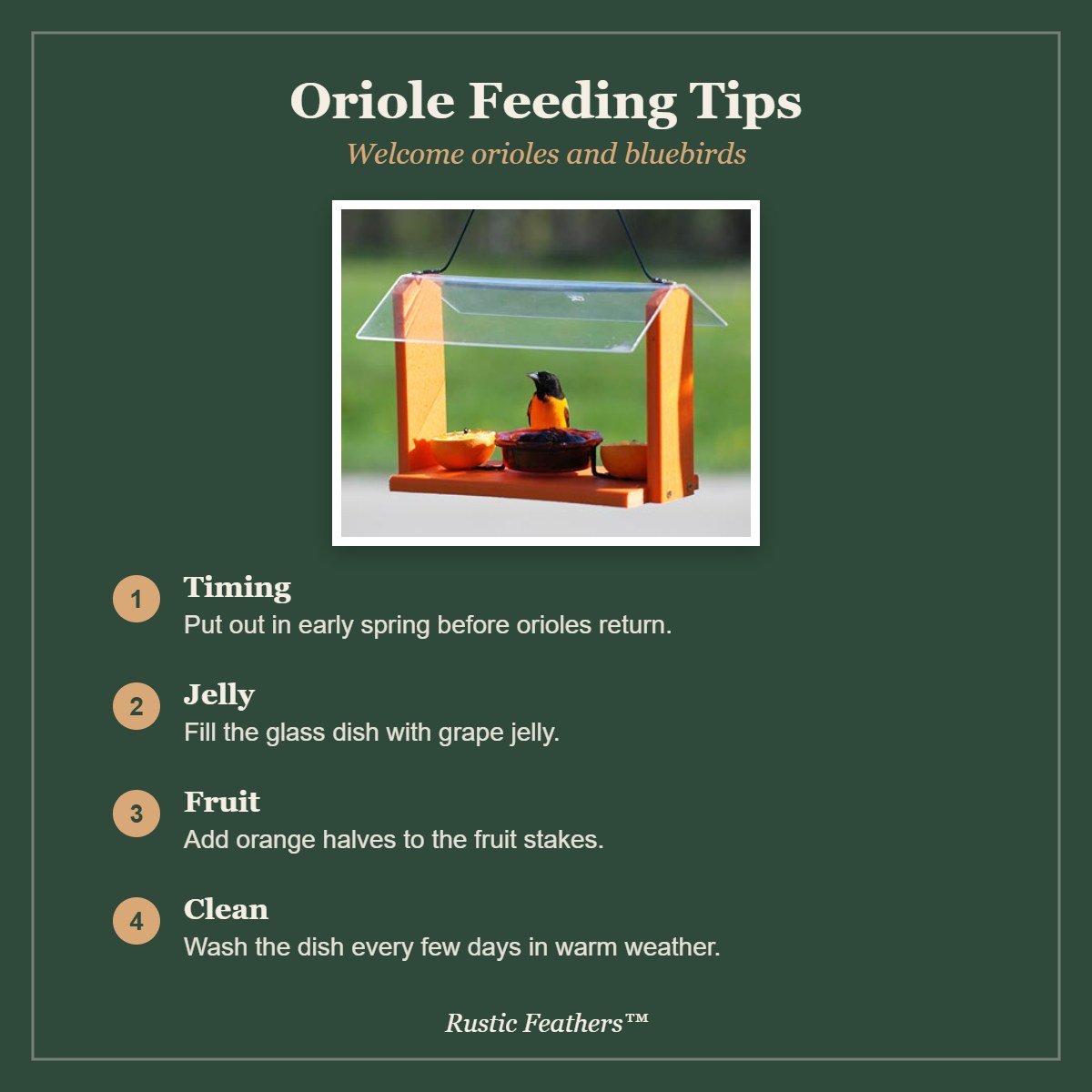 Oriole feeding tips: timing, jelly, fruit and cleaning