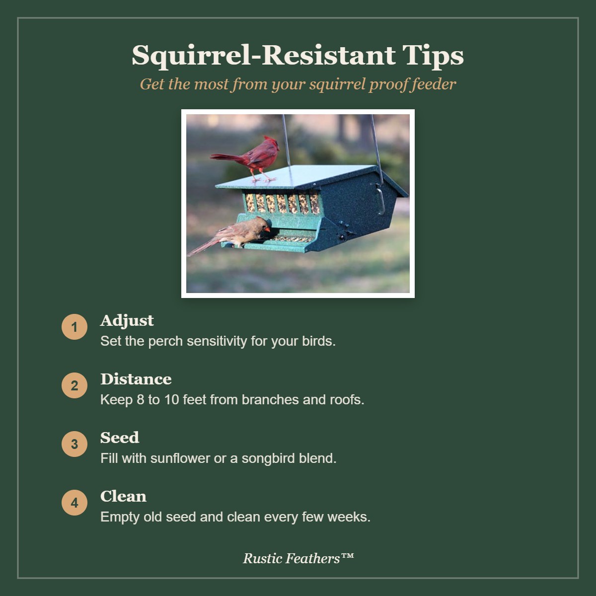 Squirrel resistant feeding tips: adjust perch, distance, seed and cleaning