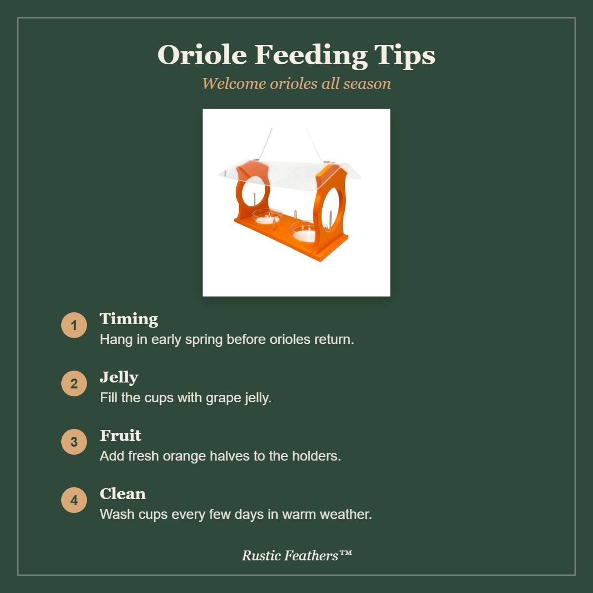 Oriole feeding tips: timing, jelly, fruit and cleaning